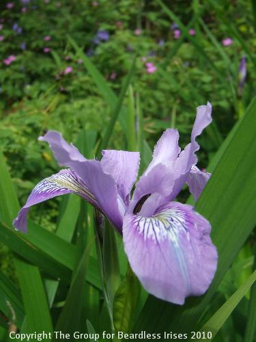 Knightshayes (49)